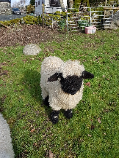 Rare breed Vallais Blacknose lamb