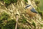 Birdwatching at Cae Gwyn- Nuthatch